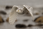 wildlife;snowy-owl;bubo-scandiacus;owl;raptor;bird-of-prey;ocean;Rye-Harbor;NH;D4