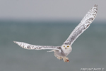 wildlife;snowy-owl;bubo-scandiacus;owl;raptor;bird-of-prey;ocean;Rye-Harbor;NH;D4