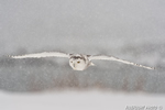 wildlife;snowy-owl;bubo-scandiacus;owl;raptor;bird-of-prey;snow;Rye-Harbor;NH;D4