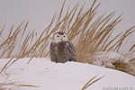 wildlife;snowy-owl;bubo-scandiacus;owl;raptor;bird-of-prey;snow;Seabrook;NH;D4