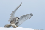 wildlife;snowy-owl;bubo-scandiacus;owl;raptor;bird-of-prey;snow;Rye-Harbor;NH;D4