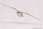 wildlife;snowy-owl;bubo-scandiacus;owl;raptor;bird-of-prey;snow;Rye-Harbor;NH;D4