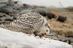 wildlife;snowy-owl;bubo-scandiacus;owl;raptor;bird-of-prey;snow;Rye-Harbor;NH;D4;800mm