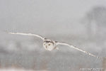 wildlife;snowy-owl;bubo-scandiacus;owl;raptor;bird-of-prey;snow;Rye-Harbor;NH;D4
