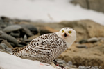 wildlife;snowy-owl;bubo-scandiacus;owl;raptor;bird-of-prey;snow;Rye-Harbor;NH;800mm;D4