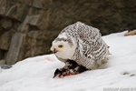 wildlife;snowy-owl;bubo-scandiacus;owl;raptor;bird-of-prey;snow;Rye-Harbor;NH;800mm;D4