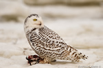 wildlife;snowy-owl;bubo-scandiacus;owl;raptor;bird-of-prey;snow;Rye-Harbor;NH;800mm