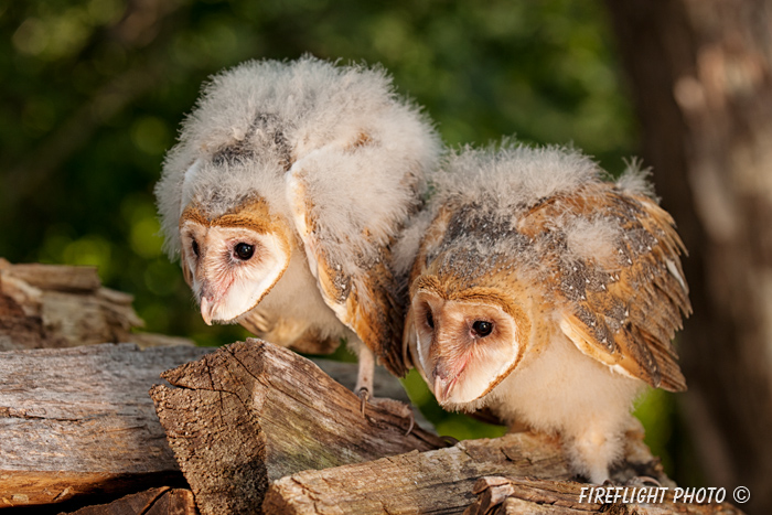 wildlife;owl;Tyto Alba;barn owl;raptor;bird of prey;babies;Catskill Mountains;NY;D3x