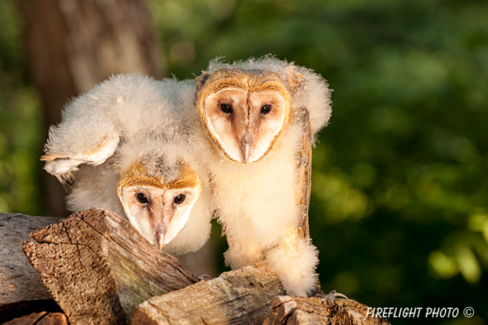 wildlife;owl;Tyto Alba;barn owl;raptor;bird of prey;babies;Catskill Mountains;NY;D3x