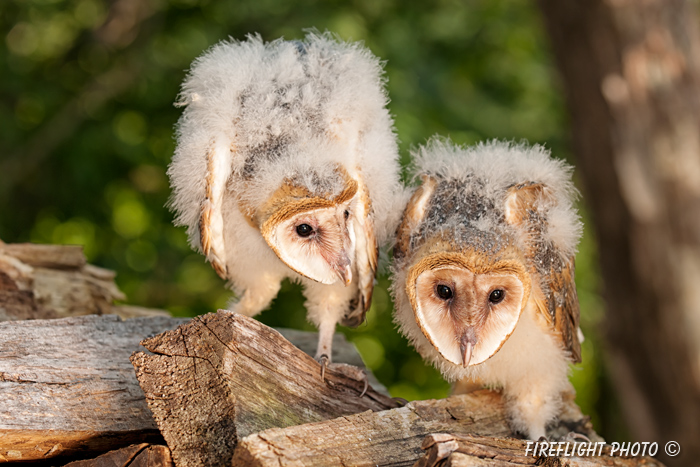 wildlife;owl;Tyto Alba;barn owl;raptor;bird of prey;babies;Catskill Mountains;NY;D3x