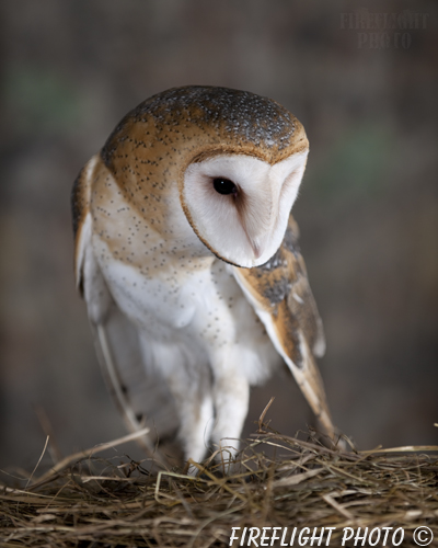 wildlife;owl;Tyto Alba;barn owl;raptor;bird of prey;raptor project;hay;Catskill Mountains;NY;New York