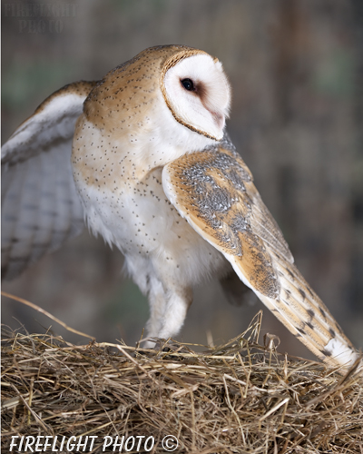 wildlife;owl;Tyto Alba;barn owl;raptor;bird of prey;raptor project;hay;Catskill Mountains;NY;New York