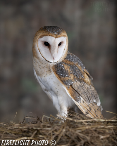 wildlife;owl;Tyto Alba;barn owl;raptor;bird of prey;raptor project;hay;Catskill Mountains;NY;New York