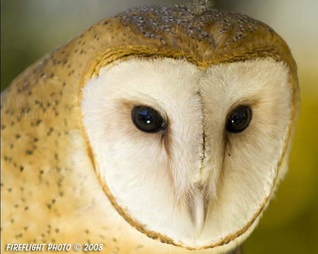 wildlife;owl;Tyto Alba;barn owl;raptor;bird of prey;raptor project;Wachusett Mountain;Maine