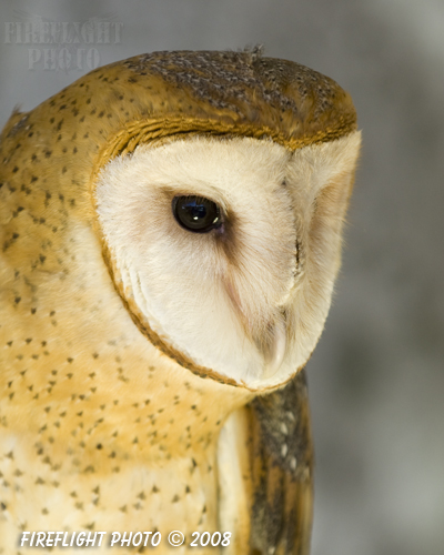 wildlife;owl;Tyto Alba;barn owl;raptor;bird of prey;raptor project;Wachusett Mountain;Maine;head shot