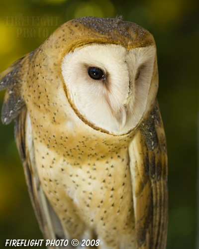 wildlife;owl;Tyto Alba;barn owl;raptor;bird of prey;raptor project;Wachusett Mountain;Maine