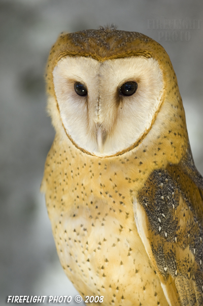 wildlife;owl;Tyto Alba;barn owl;raptor;bird of prey;raptor project;Wachusett Mountain;Maine