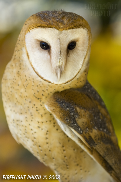 wildlife;owl;Tyto Alba;barn owl;raptor;bird of prey;raptor project;Wachusett Mountain;Maine