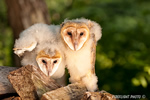 wildlife;owl;Tyto-Alba;barn-owl;raptor;bird-of-prey;babies;Catskill-Mountains;NY;D3x