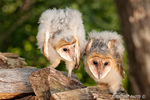 wildlife;owl;Tyto-Alba;barn-owl;raptor;bird-of-prey;babies;Catskill-Mountains;NY;D3x
