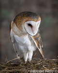 wildlife;owl;Tyto-Alba;barn-owl;raptor;bird-of-prey;raptor-project;hay;Catskill-Mountains;NY;New-York