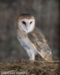 wildlife;owl;Tyto-Alba;barn-owl;raptor;bird-of-prey;raptor-project;hay;Catskill-Mountains;NY;New-York