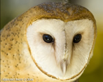 wildlife;owl;Tyto-Alba;barn-owl;raptor;bird-of-prey;raptor-project;Wachusett-Mountain;Maine