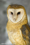 wildlife;owl;Tyto-Alba;barn-owl;raptor;bird-of-prey;raptor-project;Wachusett-Mountain;Maine