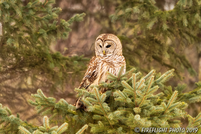 wildlife;owl;Strix varia;barred owl;raptor;bird of prey;NH;New Hampshire;2017