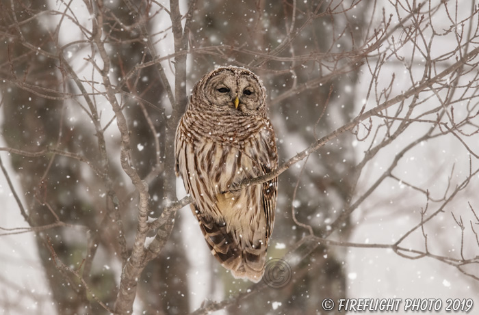 wildlife;owl;Strix varia;barred owl;raptor;bird of prey;NH;New Hampshire;2017