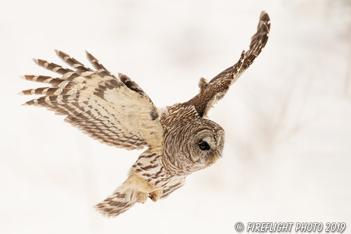 wildlife;owl;Strix varia;barred owl;raptor;bird of prey;snow;MA;Massachusetts;2019