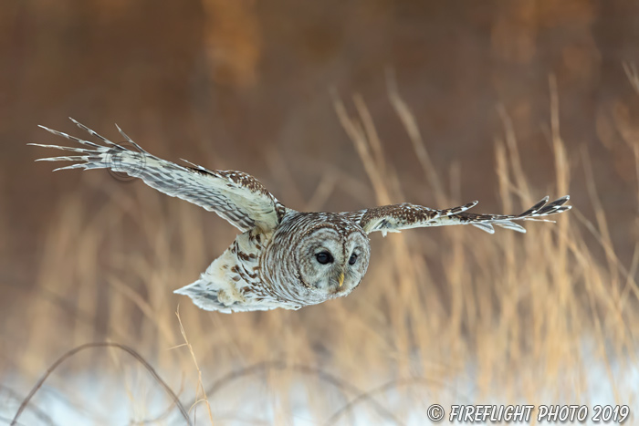 wildlife;owl;Strix varia;barred owl;raptor;bird of prey;snow;MA;Massachusetts;2019