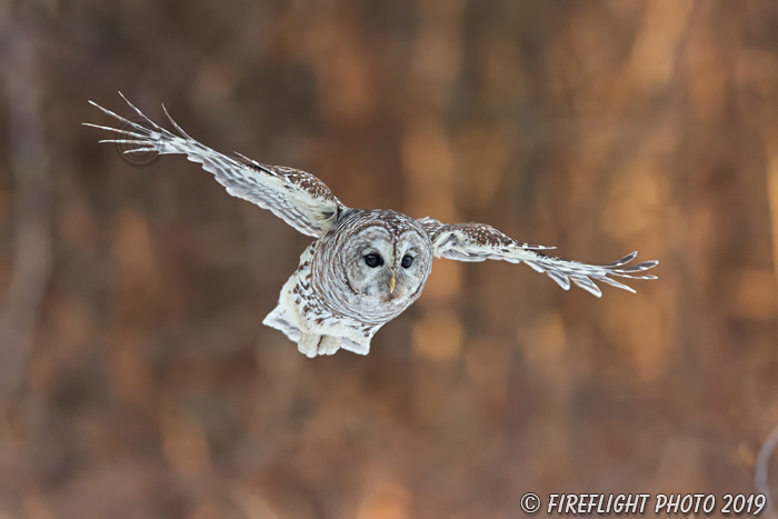 wildlife;owl;Strix varia;barred owl;raptor;bird of prey;snow;MA;Massachusetts;2019