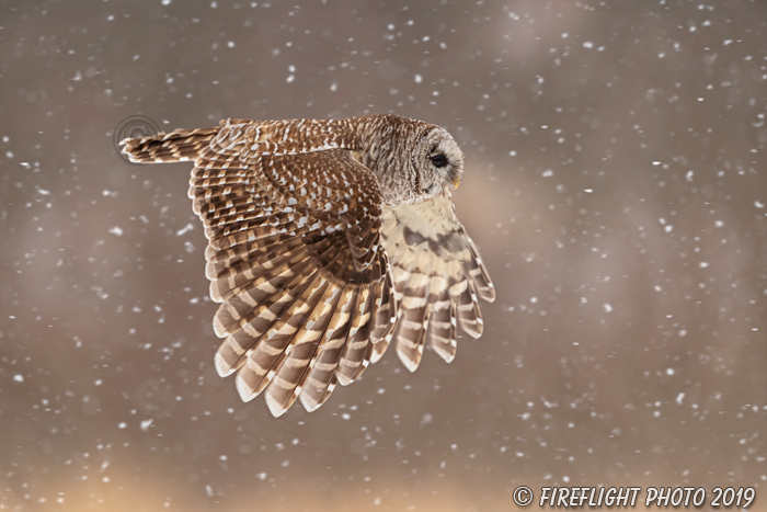 wildlife;owl;Strix varia;barred owl;raptor;bird of prey;snow;MA;Massachusetts;2019