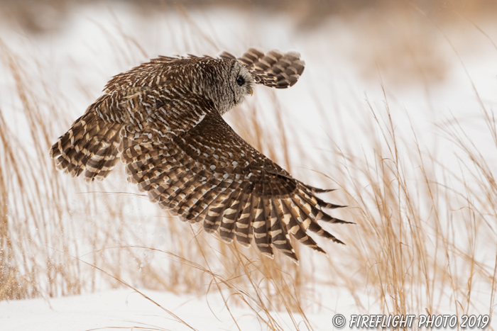 wildlife;owl;Strix varia;barred owl;raptor;bird of prey;snow;MA;Massachusetts;2019