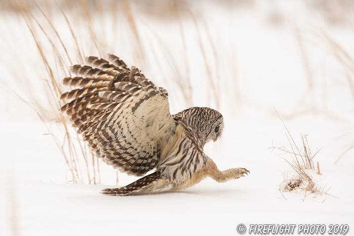 wildlife;owl;Strix varia;barred owl;raptor;bird of prey;snow;MA;Massachusetts;2019