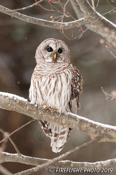 wildlife;owl;Strix varia;barred owl;raptor;bird of prey;snow;tree;MA;Massachusetts;2019