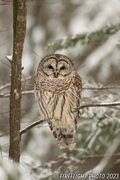 wildlife;owl;Strix varia;barred owl;raptor;bird of prey;snow;tree;NH;Nrth NH;Z9