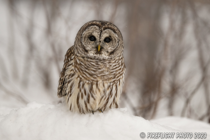wildlife;owl;Strix varia;barred owl;raptor;bird of prey;snow;tree;NH;Nrth NH;Z9