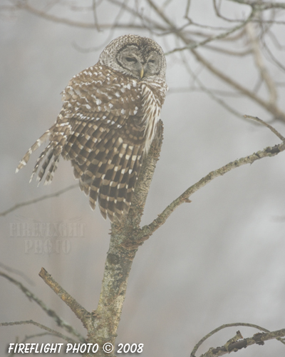 wildlife;owl;Strix varia;barred owl;raptor;bird of prey;Newington;New Hampshire