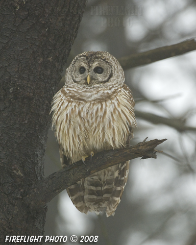 wildlife;owl;Strix varia;barred owl;raptor;bird of prey;Newington;New Hampshire