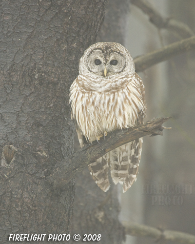 wildlife;owl;Strix varia;barred owl;raptor;bird of prey;Newington;New Hampshire