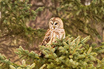 wildlife;owl;Strix-varia;barred-owl;raptor;bird-of-prey;NH;New-Hampshire;2017