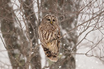 wildlife;owl;Strix-varia;barred-owl;raptor;bird-of-prey;NH;New-Hampshire;2017