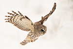 wildlife;owl;Strix-varia;barred-owl;raptor;bird-of-prey;snow;MA;Massachusetts;2019