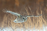 wildlife;owl;Strix-varia;barred-owl;raptor;bird-of-prey;snow;MA;Massachusetts;2019