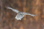 wildlife;owl;Strix-varia;barred-owl;raptor;bird-of-prey;snow;MA;Massachusetts;2019