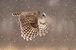 wildlife;owl;Strix-varia;barred-owl;raptor;bird-of-prey;snow;MA;Massachusetts;2019