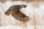 wildlife;owl;Strix-varia;barred-owl;raptor;bird-of-prey;snow;MA;Massachusetts;2019