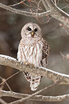 wildlife;owl;Strix-varia;barred-owl;raptor;bird-of-prey;snow;tree;MA;Massachusetts;2019